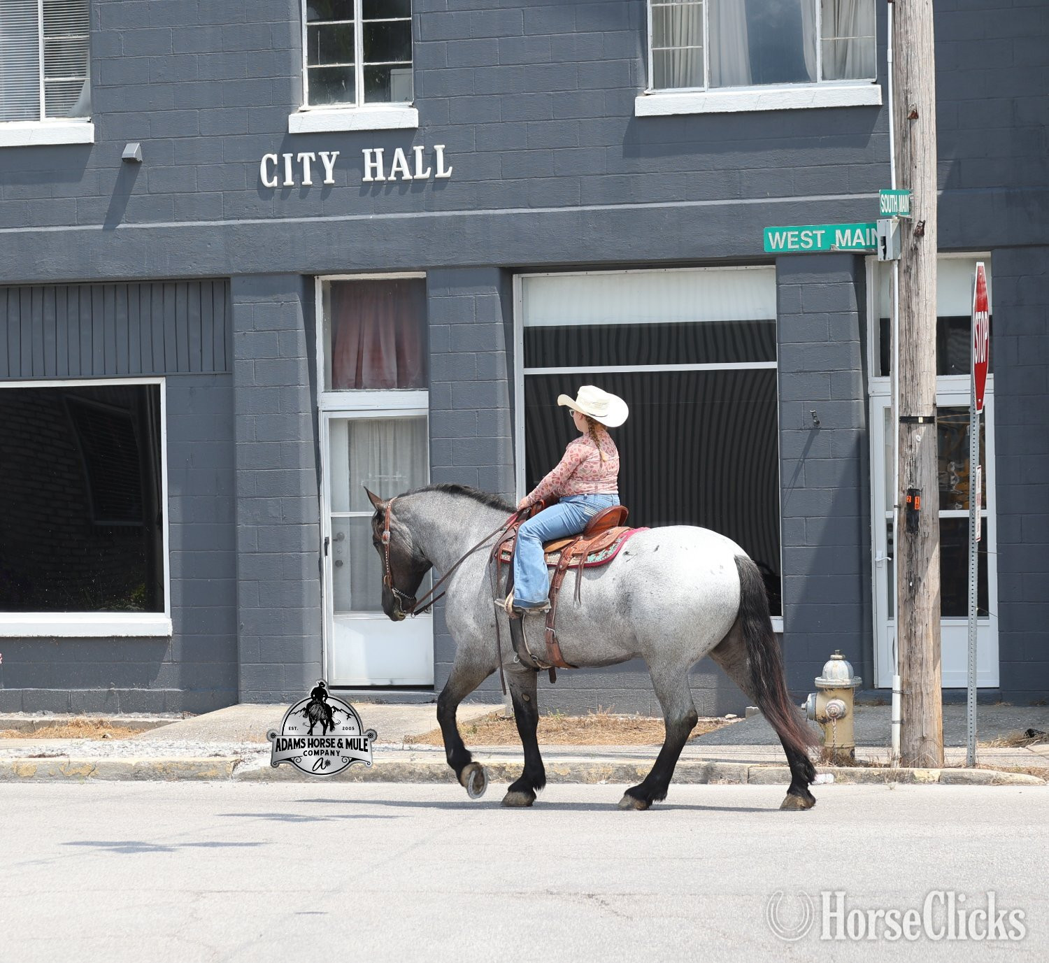 "" Blue Roan Gelding Quarter Horse - Quarter Horse in Kentucky