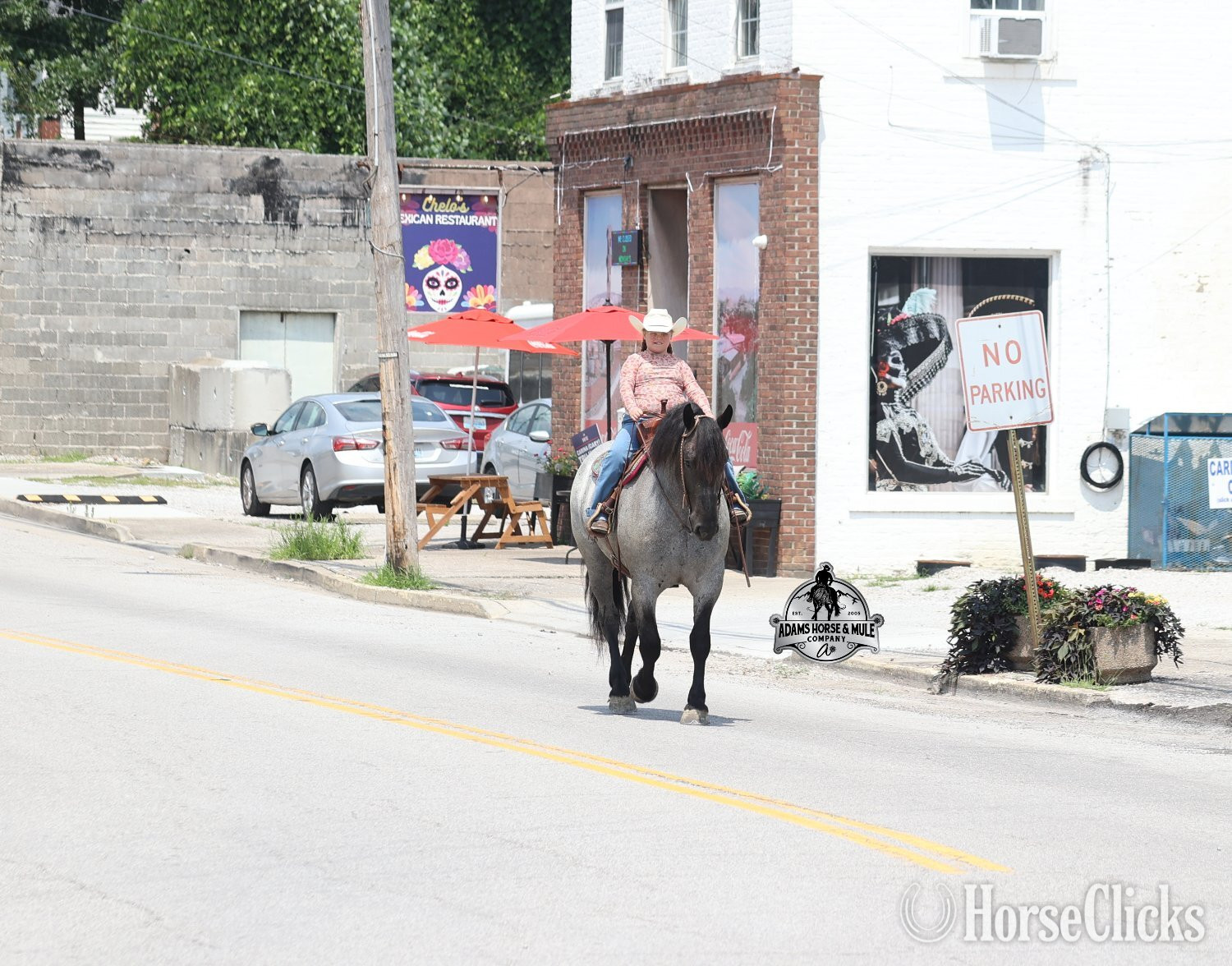 "" Blue Roan Gelding Quarter Horse - Quarter Horse
