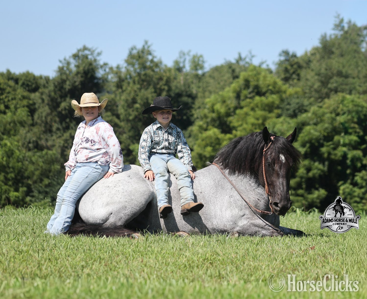 "" Blue Roan Gelding Quarter Horse Kentucky
