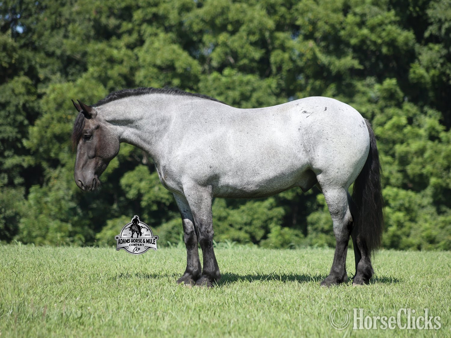 Quarter Horse - "" Blue Roan Gelding Quarter Horse in Kentucky