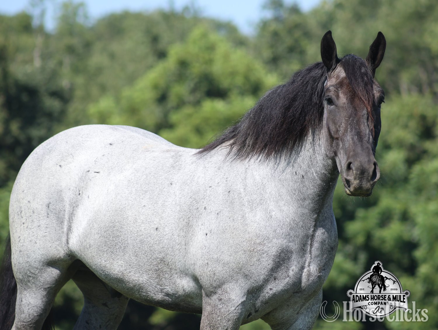 Quarter Horse - "" Blue Roan Gelding Quarter Horse