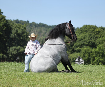 "" Blue Roan Gelding Quarter Horse