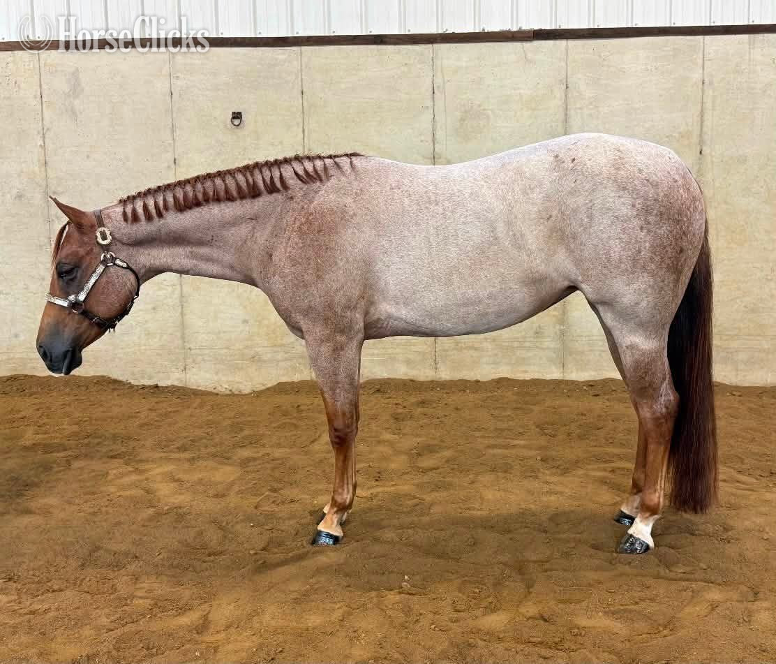 "Surely Shes Perfect " Red Roan Mare Quarter Horse in Michigan