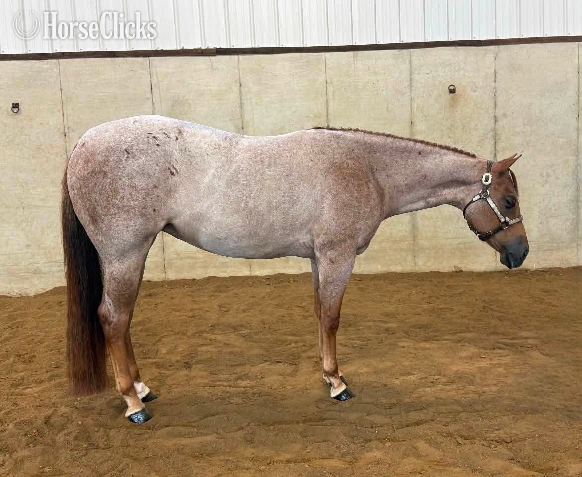 "Surely Shes Perfect " Red Roan Mare Quarter Horse