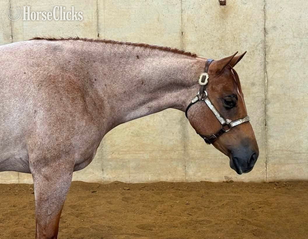 Michigan "Surely Shes Perfect " Red Roan Mare Quarter Horse