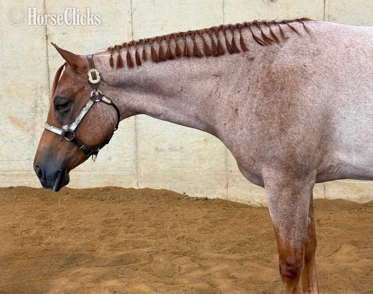 "Surely Shes Perfect " Red Roan Mare Quarter Horse - Quarter Horse in Michigan