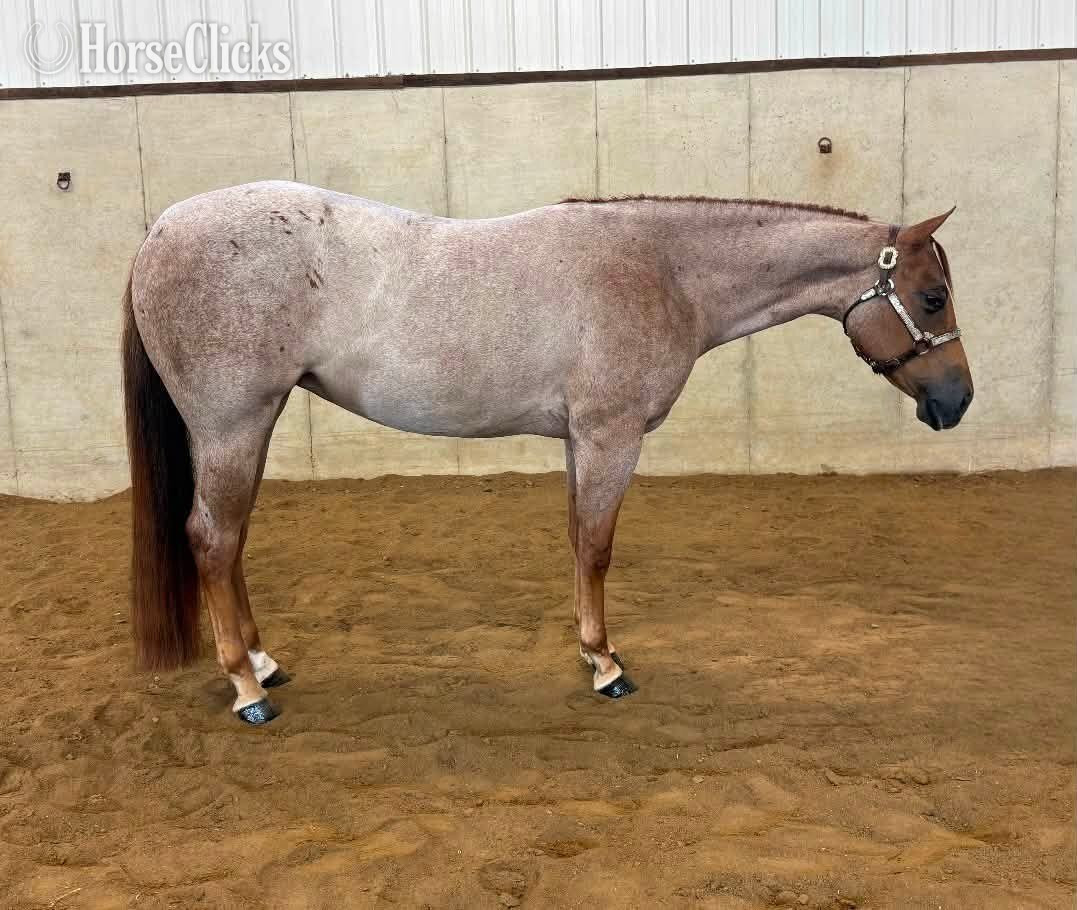 "Surely Shes Perfect " Red Roan Mare Quarter Horse Michigan