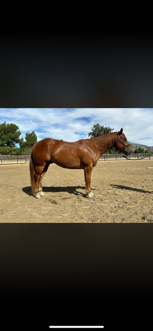 "Tahoe" Sorrel Gelding Quarter Horse