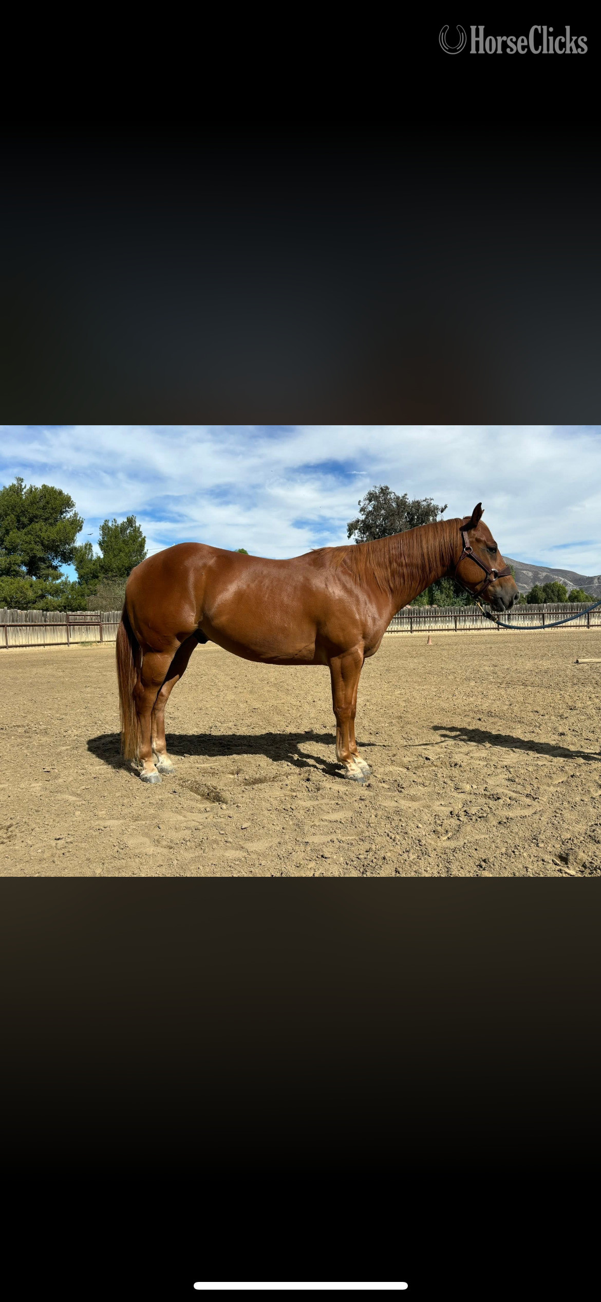"Tahoe" Sorrel Gelding Quarter Horse in California