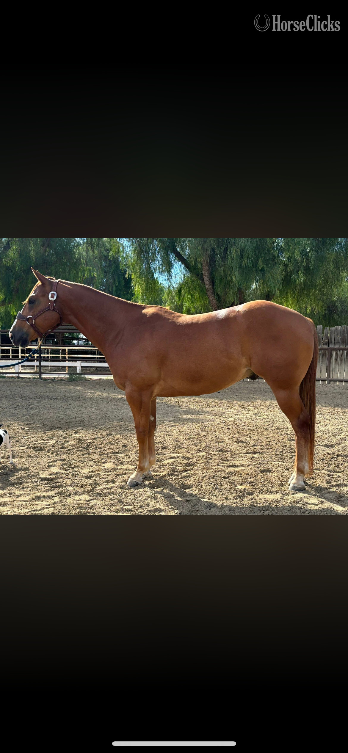 "Tahoe" Sorrel Gelding Quarter Horse