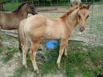 "LD Wyo Red Skipper" Red Dun Stallion Quarter Horse