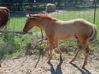 "LD Wyo Red Skipper" Red Dun Stallion Quarter Horse