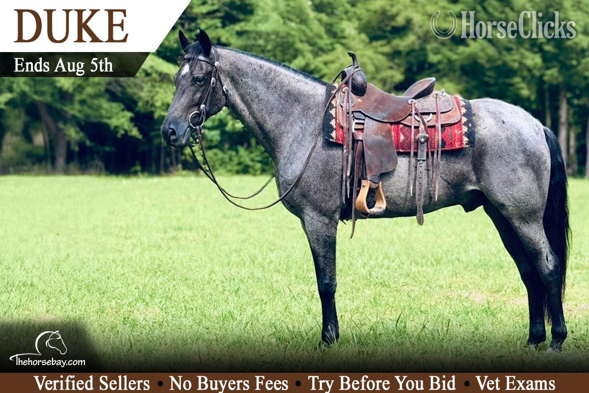 "Duke" Blue Roan Gelding Tennessee Walker in Kentucky