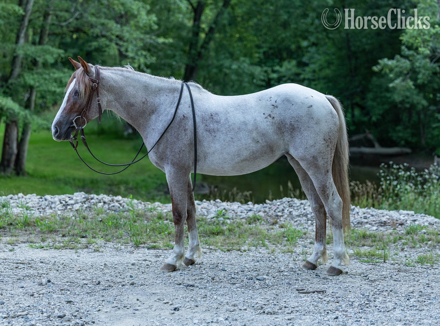 "GEMMA" Red Roan Mare Quarter Horse in Michigan