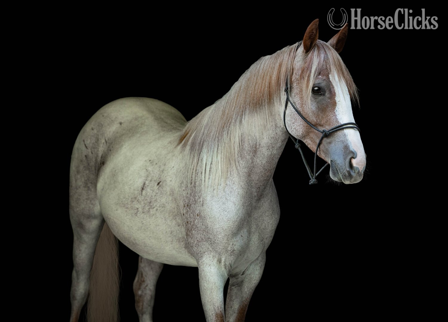 "GEMMA" Red Roan Mare Quarter Horse