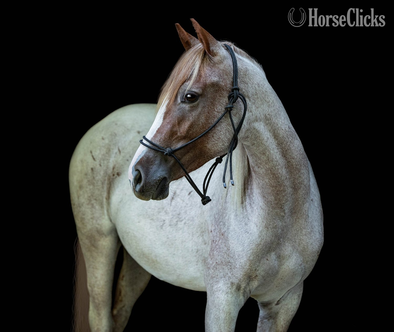 Michigan "GEMMA" Red Roan Mare Quarter Horse