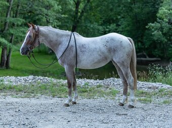 "GEMMA" Red Roan Mare Quarter Horse