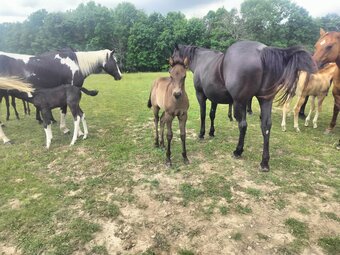 "Sky" Blue Roan Filly Quarter Horse