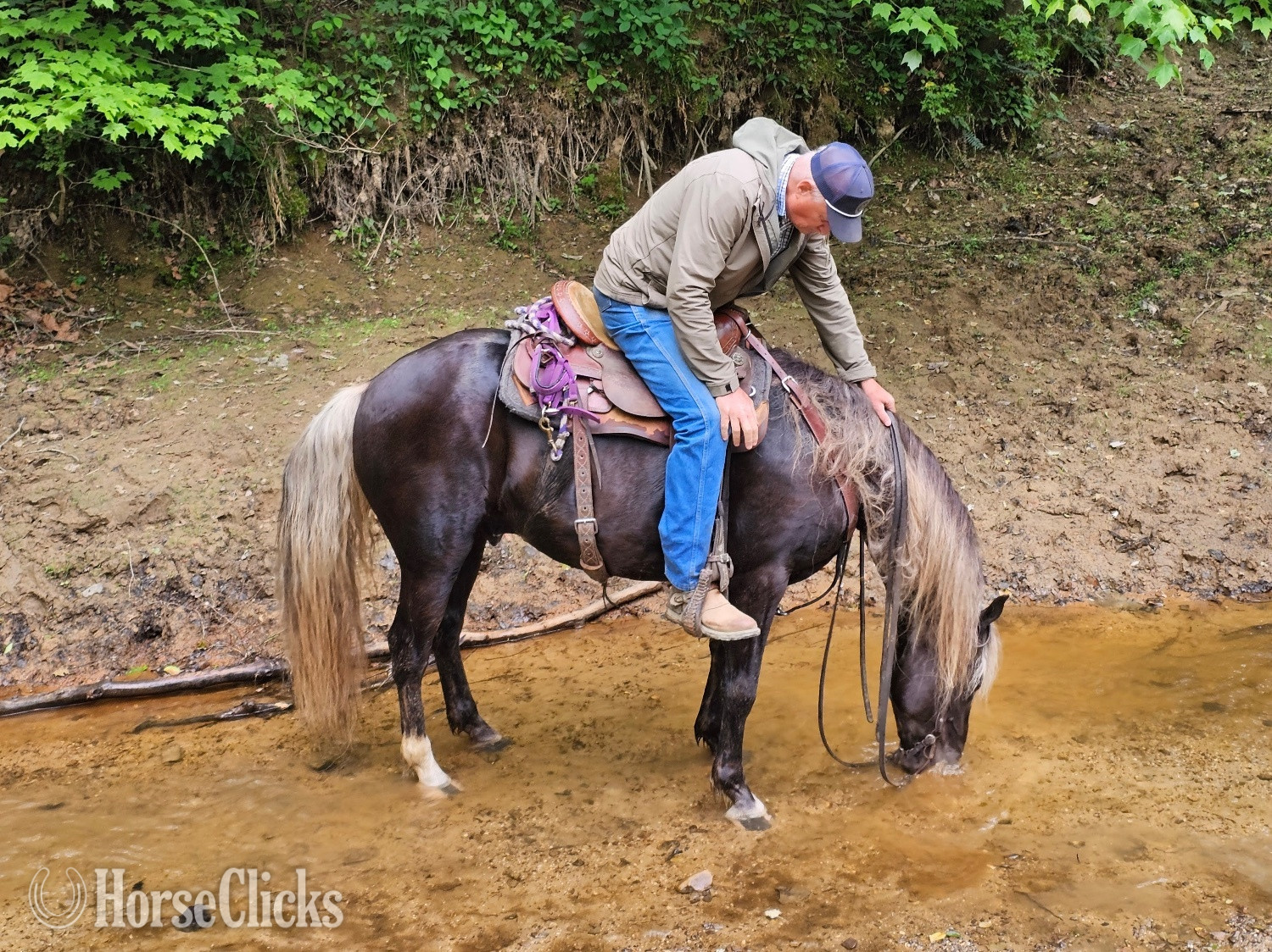 "Kade" Chocolate Gelding Rocky Mountain in Ohio