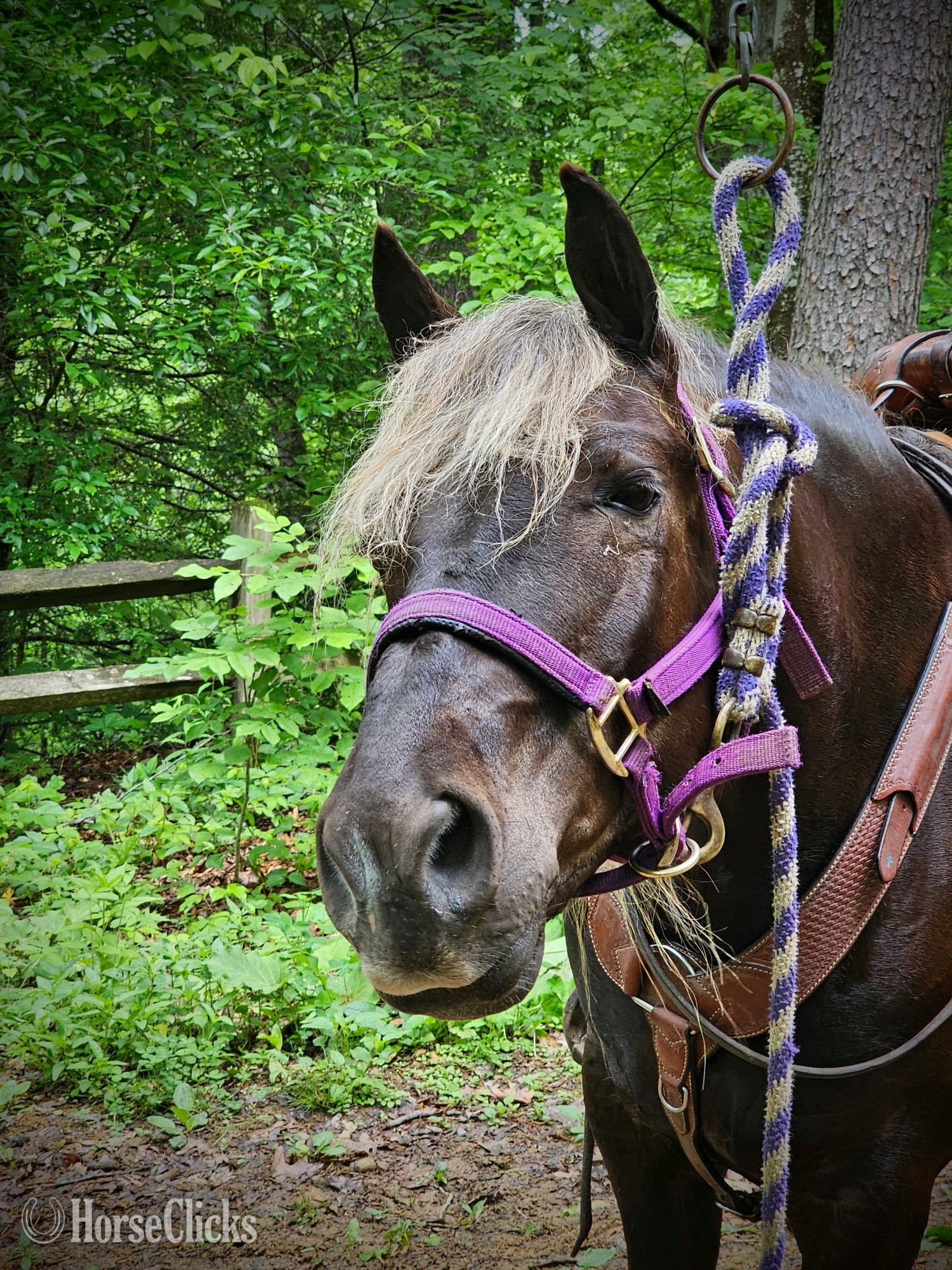 "Kade" Chocolate Gelding Rocky Mountain