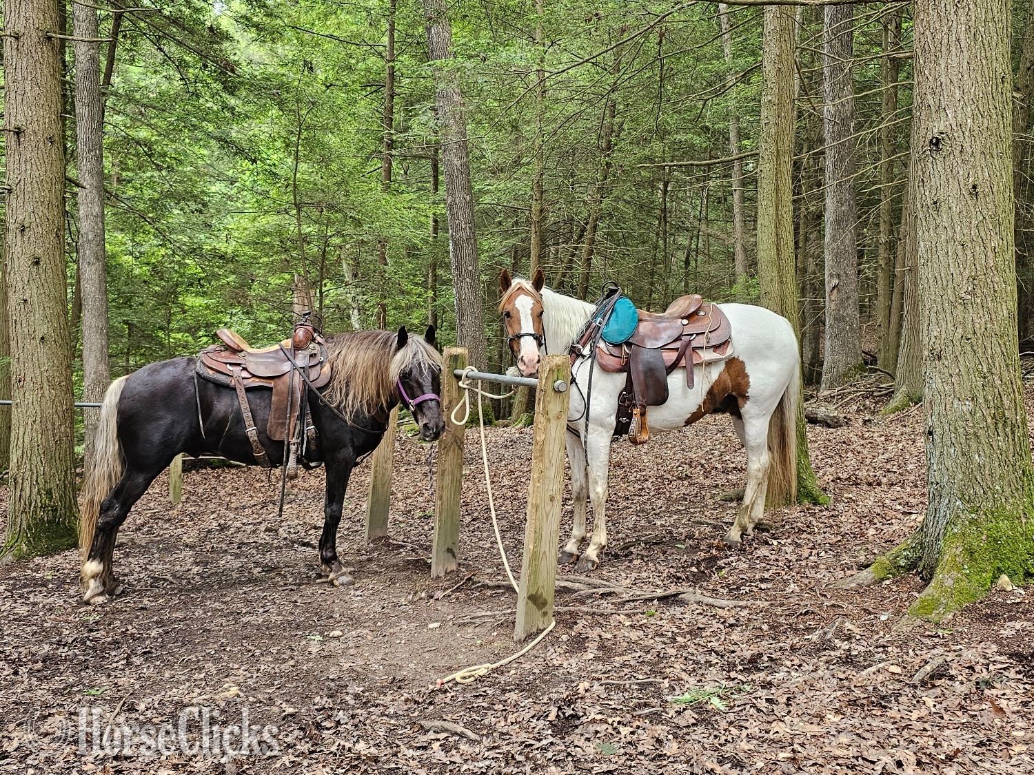 Ohio "Kade" Chocolate Gelding Rocky Mountain