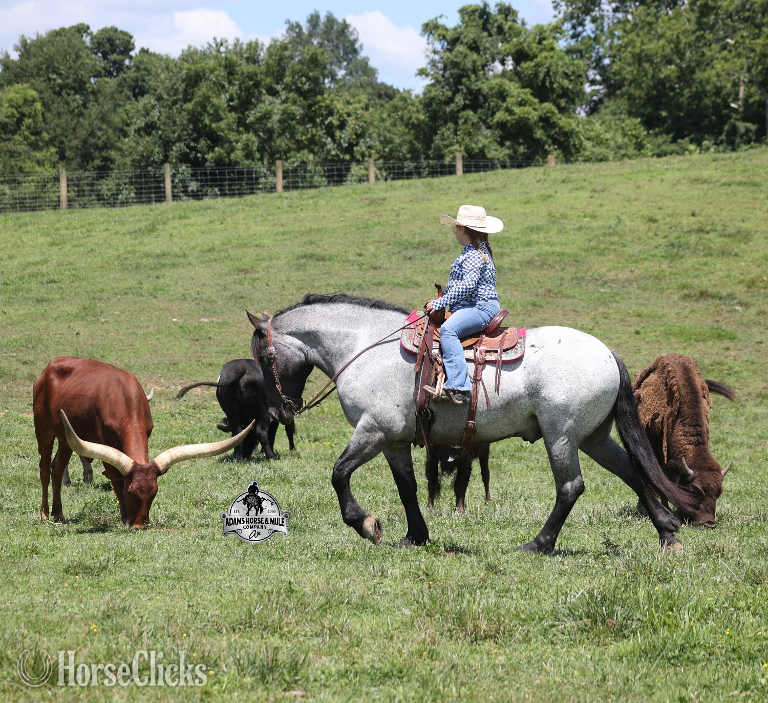Kentucky "" Blue Roan Gelding Draft