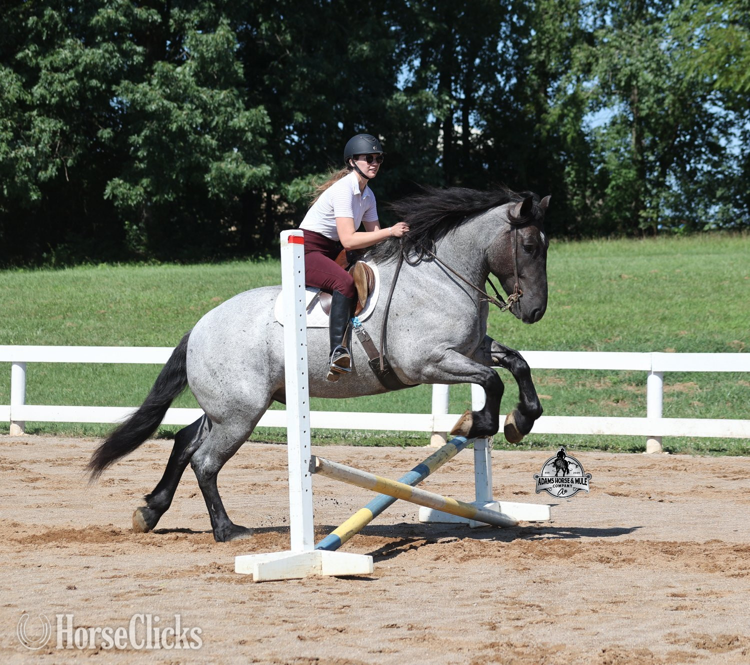 Draft - "" Blue Roan Gelding Draft