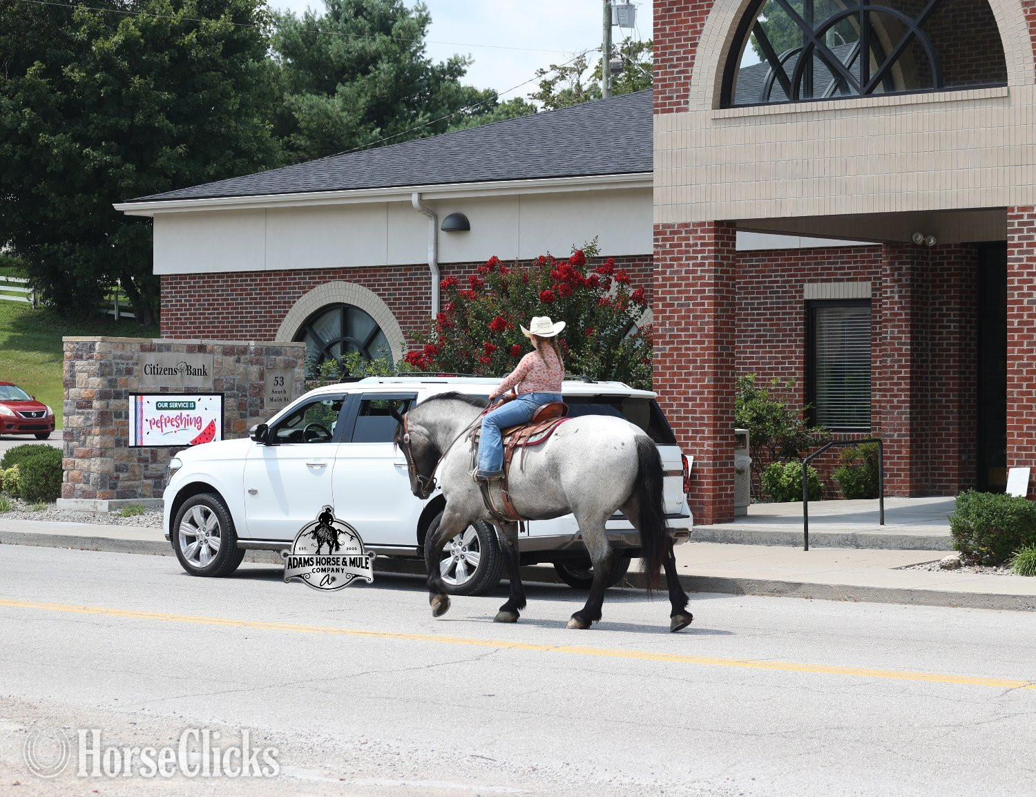 "" Blue Roan Gelding Draft - Draft