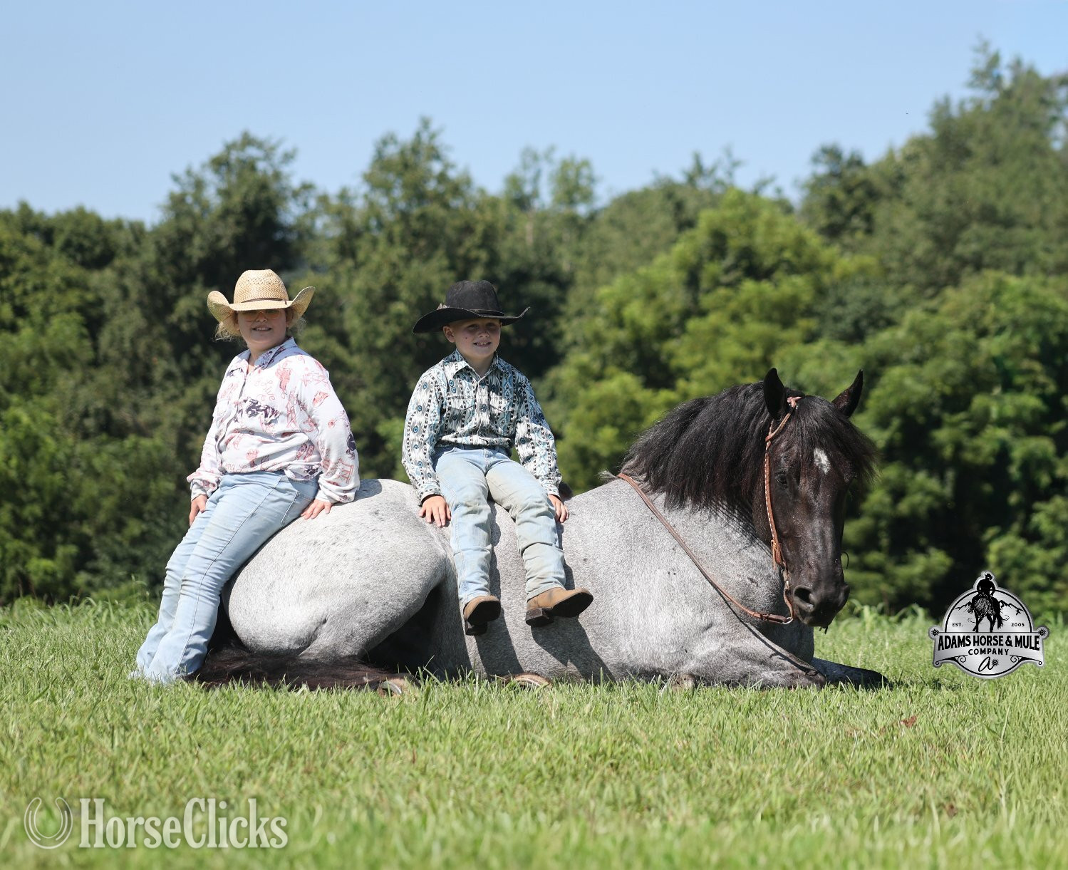 "" Blue Roan Gelding Draft
