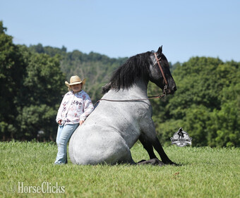 "" Blue Roan Gelding Draft