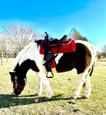 "Hershey" Gelding Pony