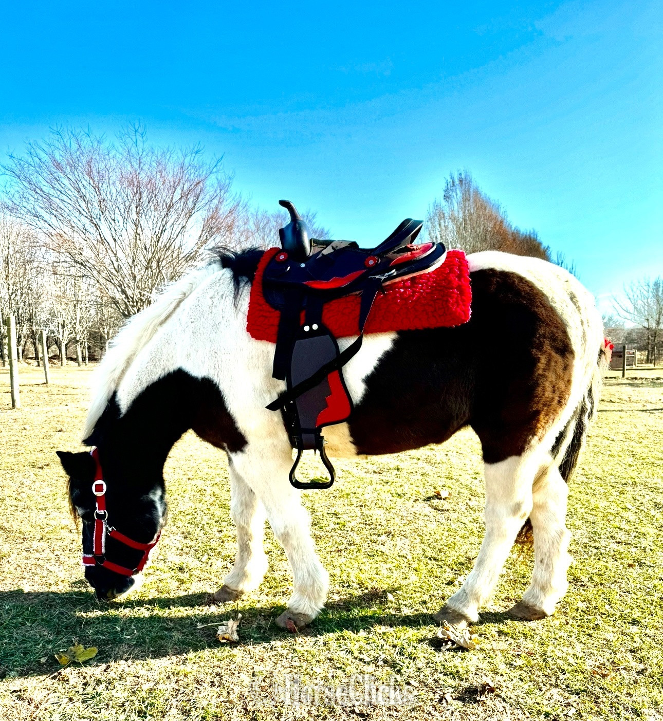 "Hershey"  Gelding Pony in New York