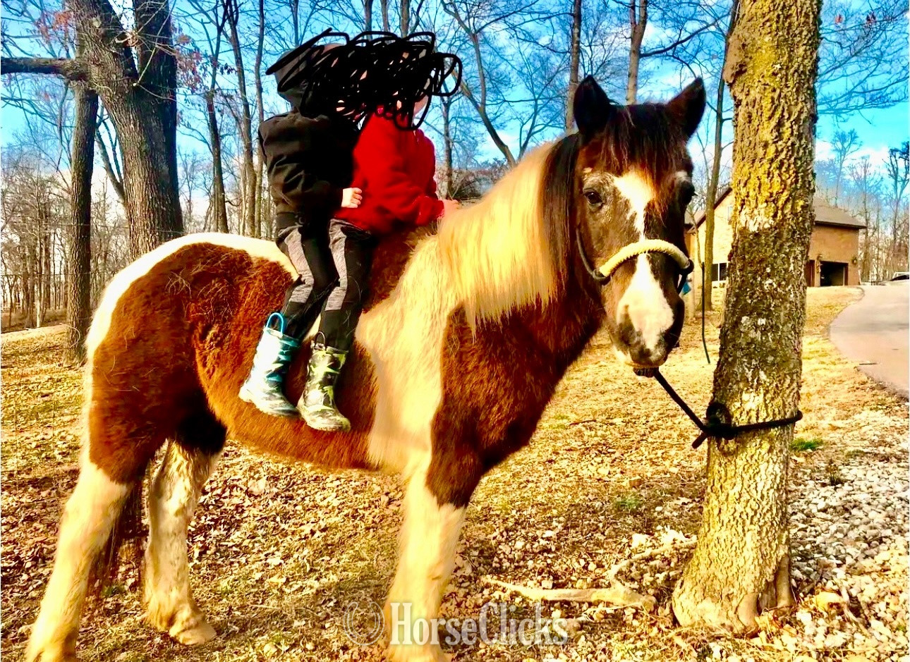 "Hershey"  Gelding Pony