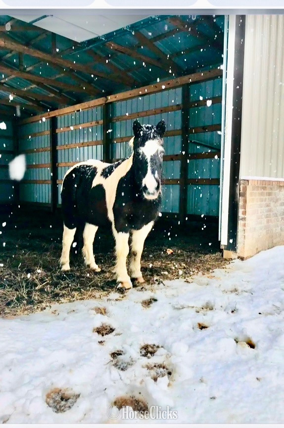 New York "Hershey"  Gelding Pony