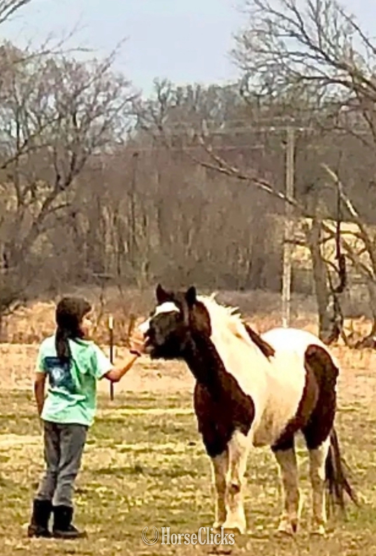 "Hershey"  Gelding Pony - Pony in New York