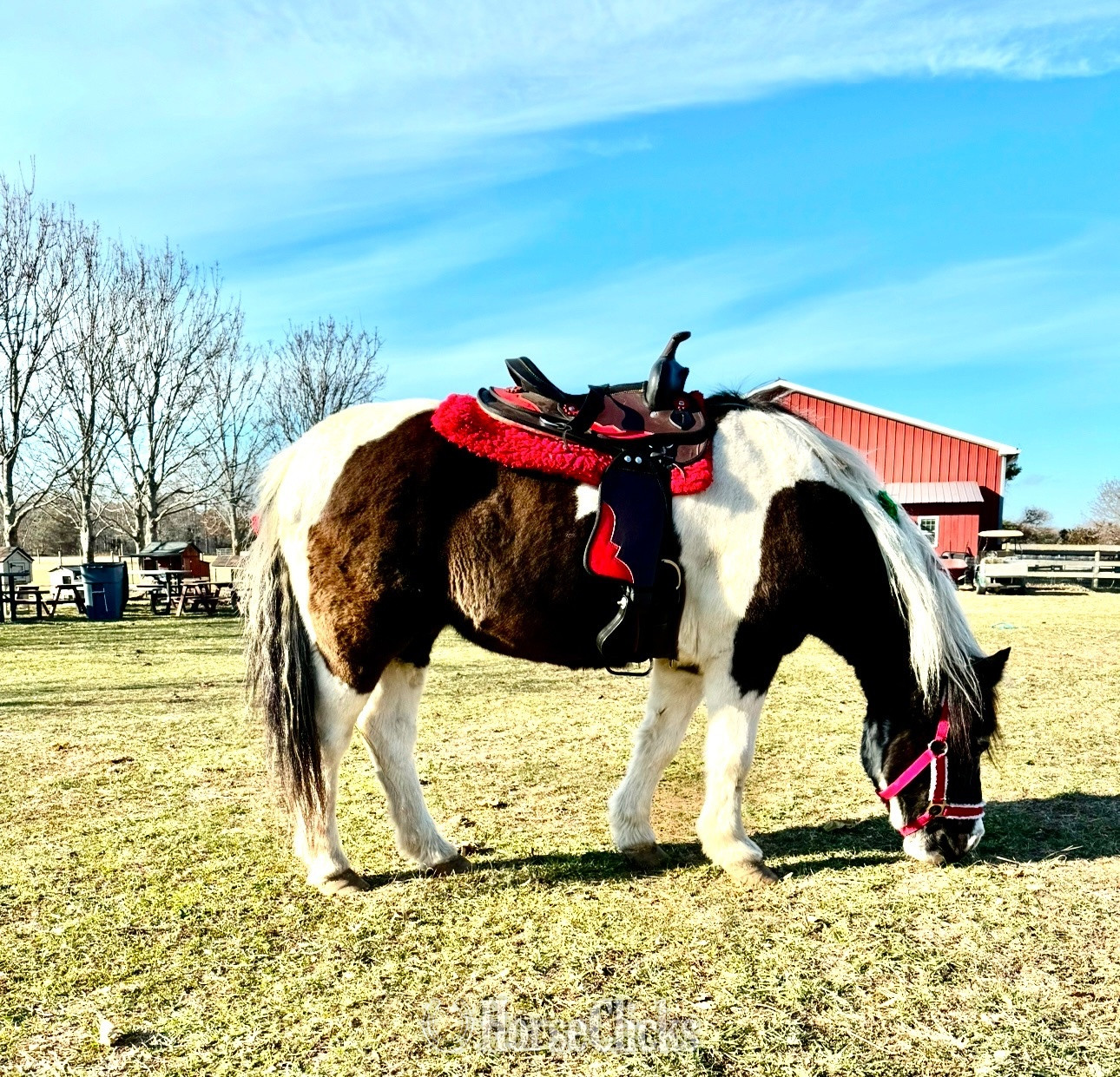 "Hershey"  Gelding Pony - Pony