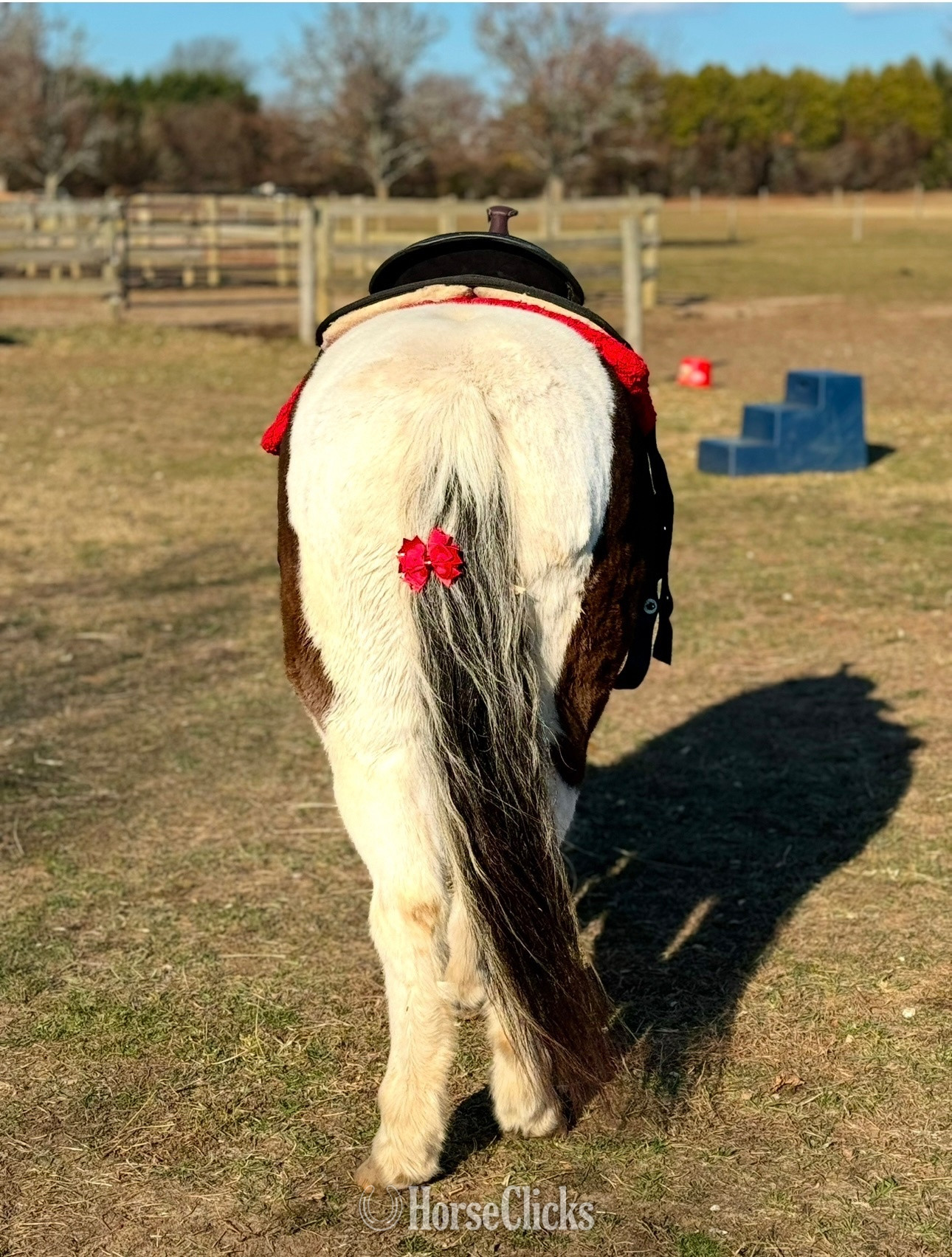 Pony - "Hershey"  Gelding Pony in New York