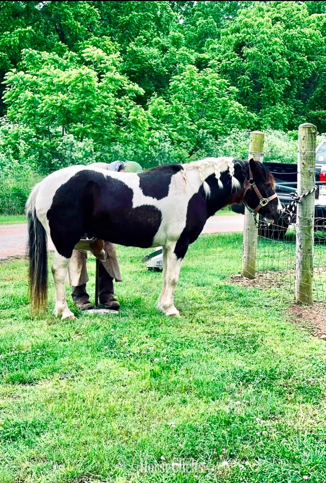 Pony - "Hershey"  Gelding Pony