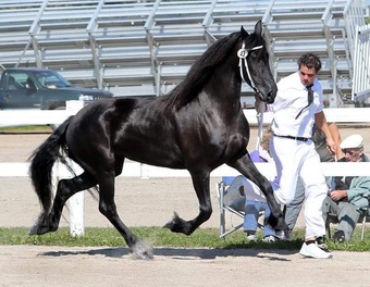 "Colette L.S.F" Black Mare Friesian