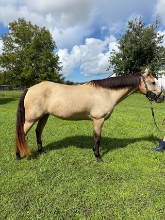 "Maggie" Buckskin Mare Quarter Pony
