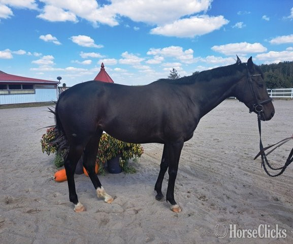 "Silent Creek" Brown Mare Thoroughbred in Ontario