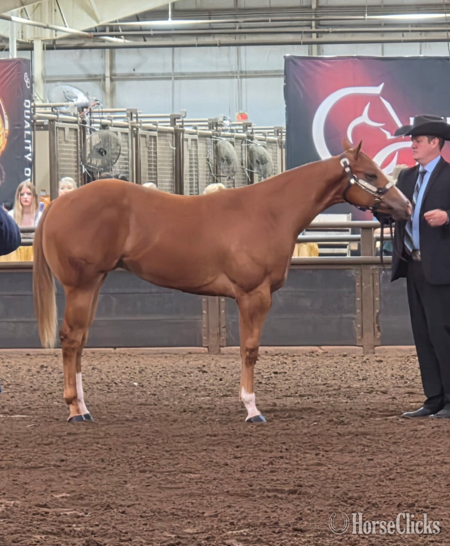 "TB Kizmet" Sorrel Gelding Paint in Wisconsin