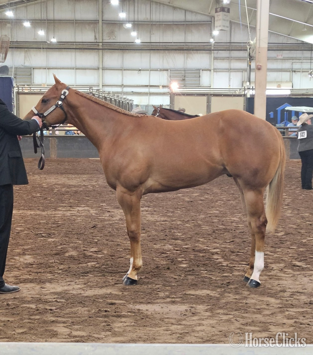 "TB Kizmet" Sorrel Gelding Paint