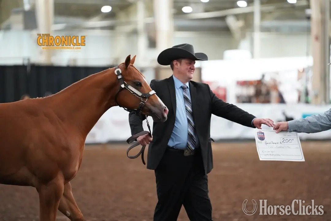 Wisconsin "TB Kizmet" Sorrel Gelding Paint