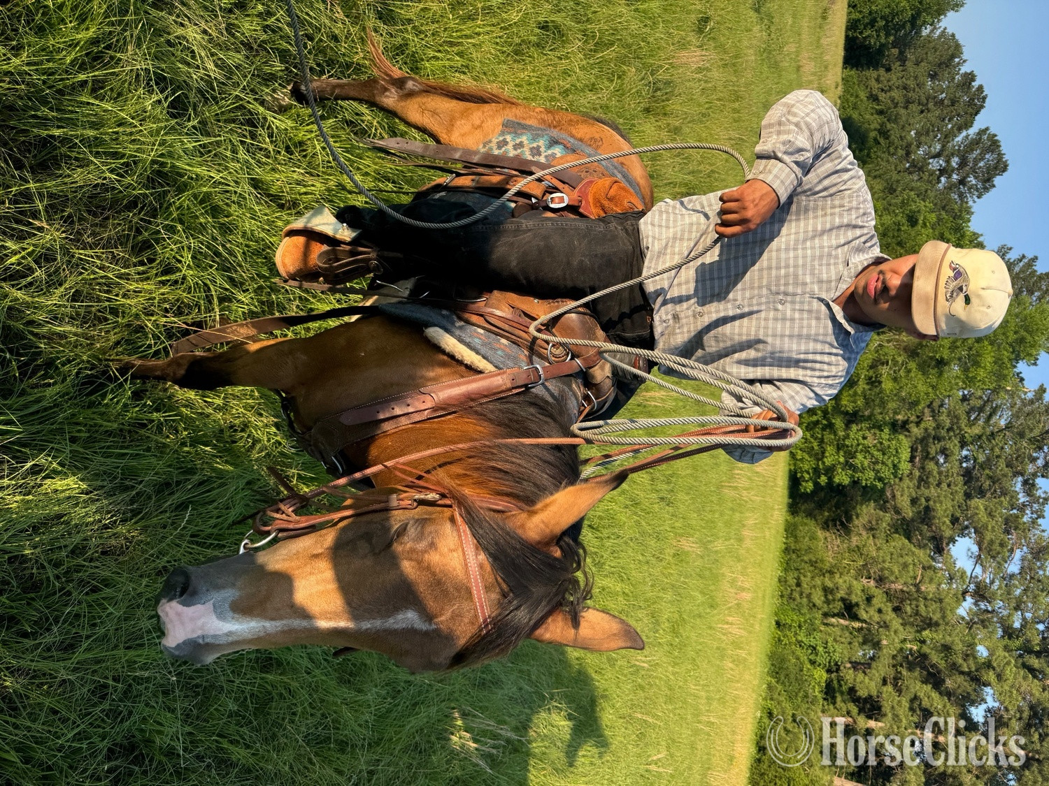 "Trapper John" Buckskin Gelding Quarter Horse