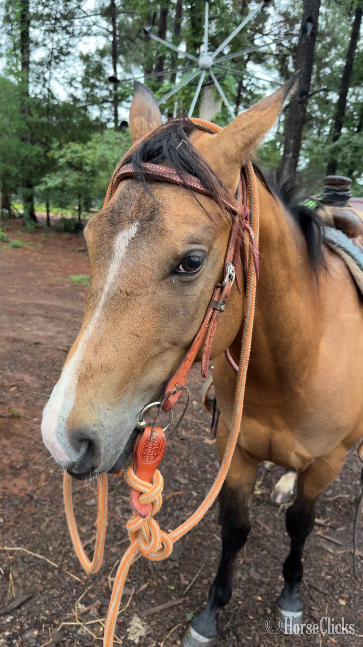 Texas "Trapper John" Buckskin Gelding Quarter Horse