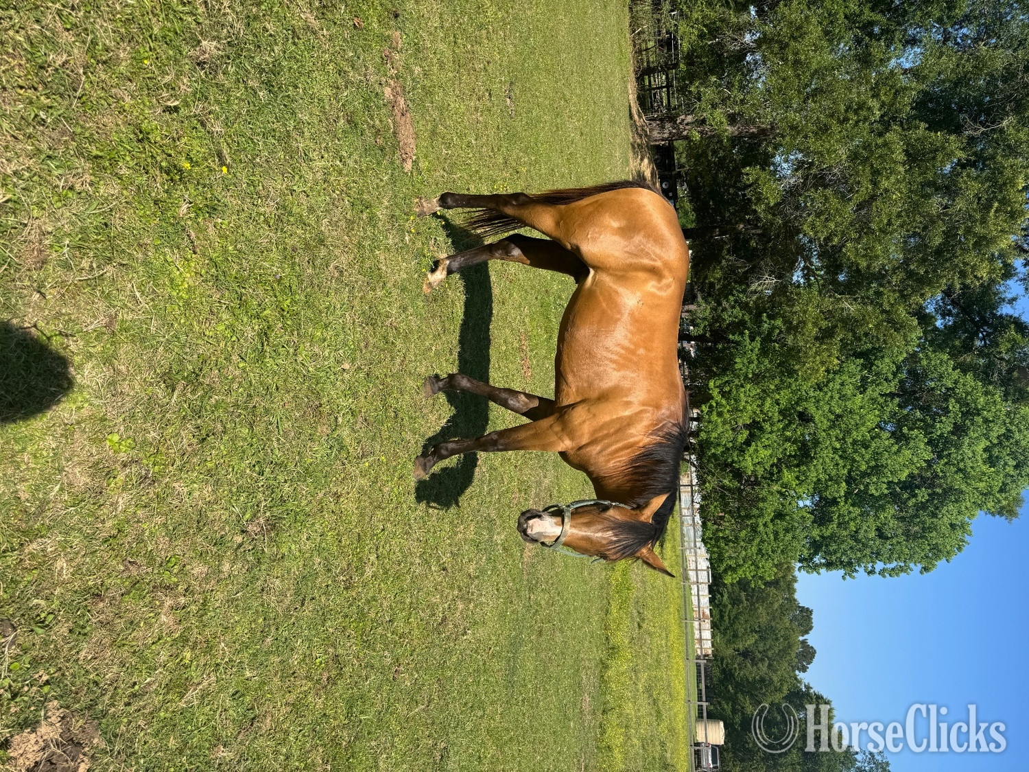 "Trapper John" Buckskin Gelding Quarter Horse - Quarter Horse
