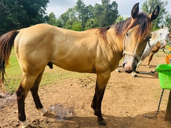 "Trapper John" Buckskin Gelding Quarter Horse