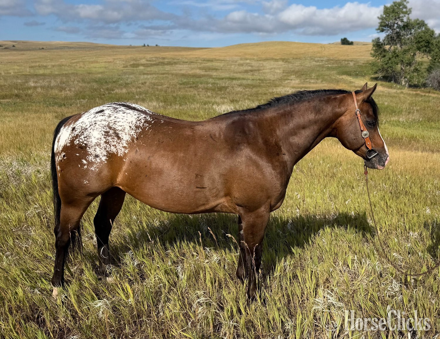 "WAYLON" Bay Gelding POA in Montana