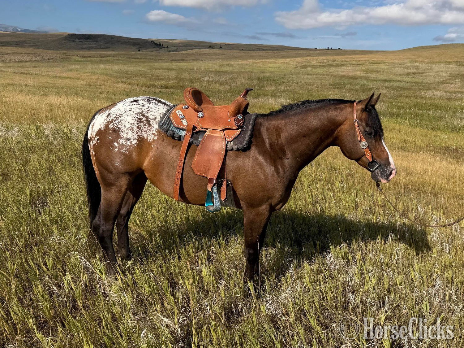 "WAYLON" Bay Gelding POA